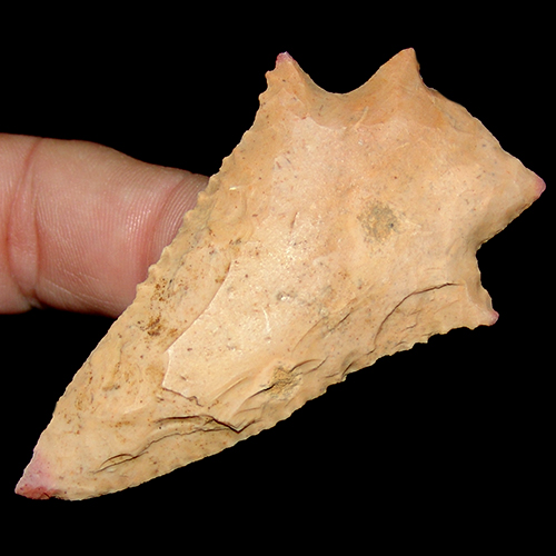 Pink Tip Wacissa