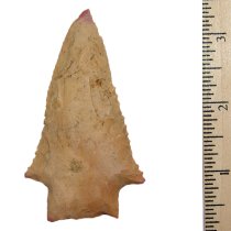 Pink Tip Wacissa
