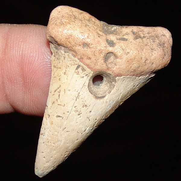 Drilled Shark Tooth Pendant