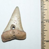 Drilled Shark Tooth Pendant