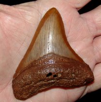 Suwannee Meg Tooth