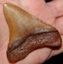 Suwannee Meg Tooth