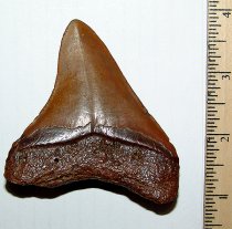 Suwannee Meg Tooth