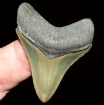 Olive Megaladon Tooth