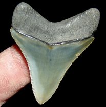 Olive Megaladon Tooth