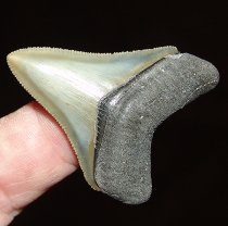 Olive Megaladon Tooth