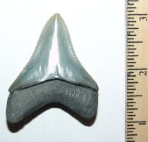 Olive Megaladon Tooth