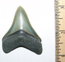 Olive Megaladon Tooth