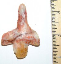 RARE! Coral Peg Newnan Drill