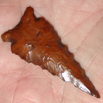 Beutell Ecusta Bolen