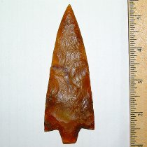 Fossilized Algae Newnan