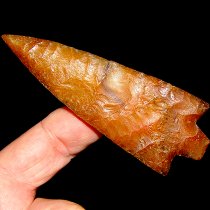 Fossilized Algae Newnan