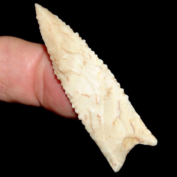 "Ivory" Tallahassee ON HOLD