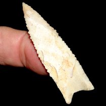 "Ivory" Tallahassee ON HOLD