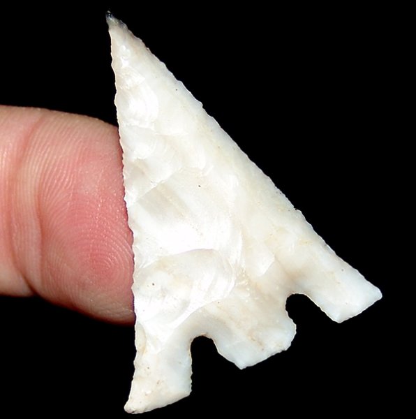 Black Tip Eiffel Hernando ON HOLD