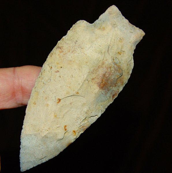 Pointy Savannah/Hamilton