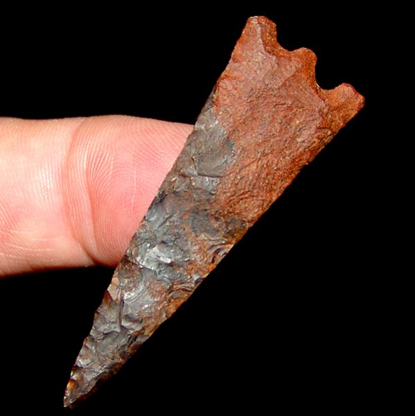 Slender Tampa Style Hernando