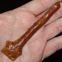 Exquisite MQ Paleo Drill