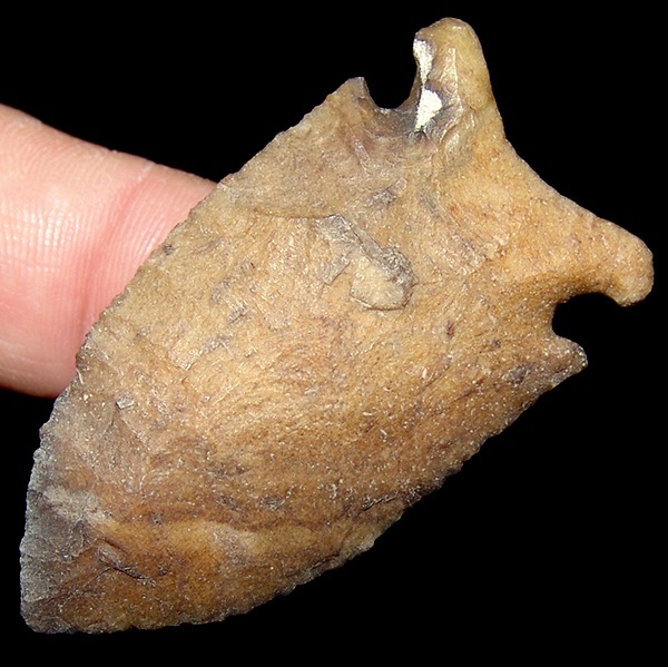 Stamped Out Osceola Greenbriar