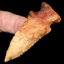 ″Painted″ Pinetree