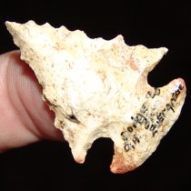 Jagged Dovetail Bolen