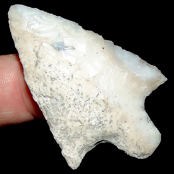 White Coral Newnan