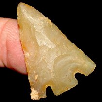"Lemon Drop" Gem Coral Hernando