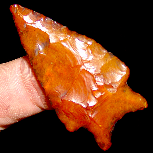 Golden Gem Chipola