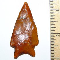 Golden Gem Chipola