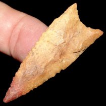 Red Tip Tallahassee
