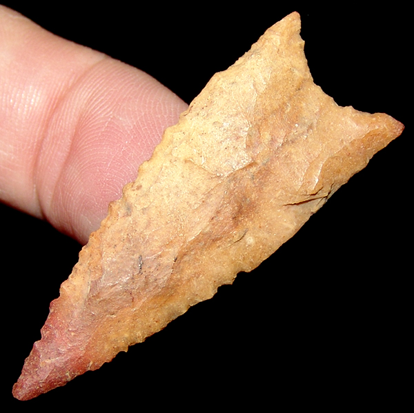 Red Tip Tallahassee