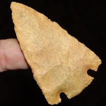 Buckskin Citrus