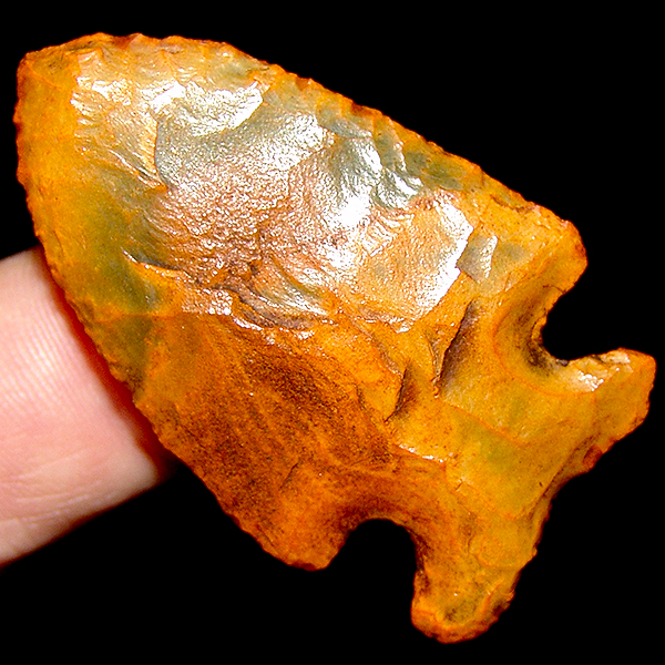 Papaya Bolen